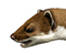 Stoat Science Blog